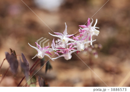 里山に咲く花イカリ草 里山に咲く花イカリ草 3886573