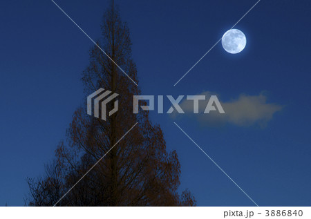 満月と1本の木 3886840