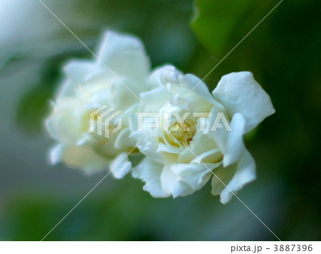 モッコウバラ（白） 3887396