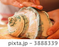 夜光貝 3888339