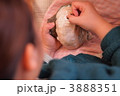 夜光貝 3888351