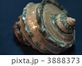 夜光貝 3888373