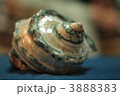 夜光貝 3888383