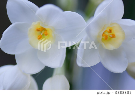水仙 3888385