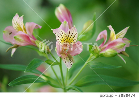 百合水仙 アルストロメリアと申します。 百合水仙 アルストロメリアと申します。 3888474