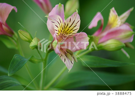 百合水仙 アルストロメリアと申します。 百合水仙 アルストロメリアと申します。 3888475