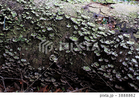 サルノコシカケの一種 サルノコシカケの一種 3888862