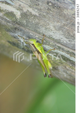 コバネイナゴ 3889247