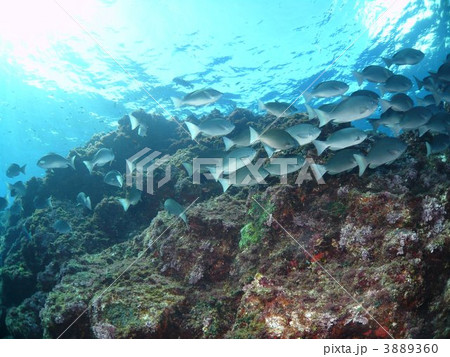 八丈メジナの群れ 3889360