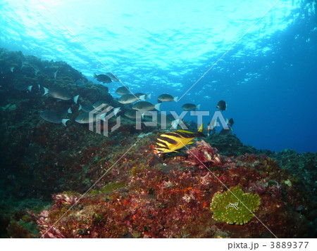 八丈メジナの群れとミギマキ 八丈メジナの群れとミギマキ 3889377