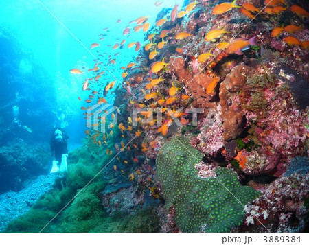 キンギョハナダイの群れ 3889384