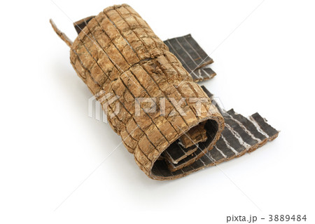 杜仲（トチュウ） 3889484