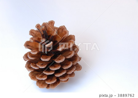 まつぼっくり３（横） 3889762