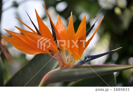 極楽鳥花 極楽鳥花 3889835