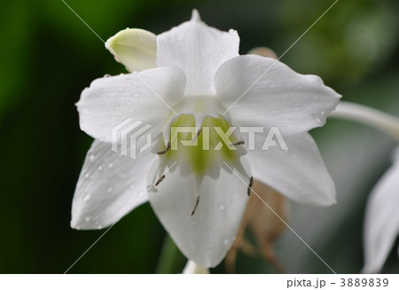 アマゾンユリ 3889839