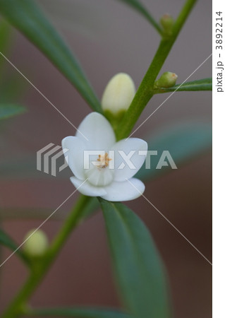 サザンクロス　白花 3892214