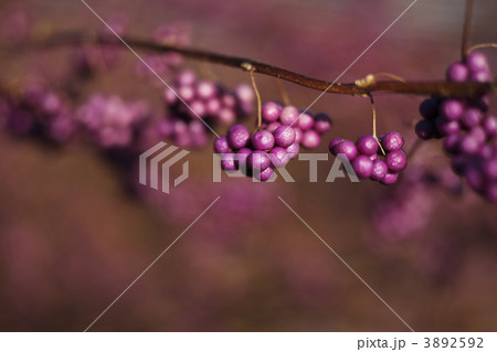ムラサキシキブ 3892592