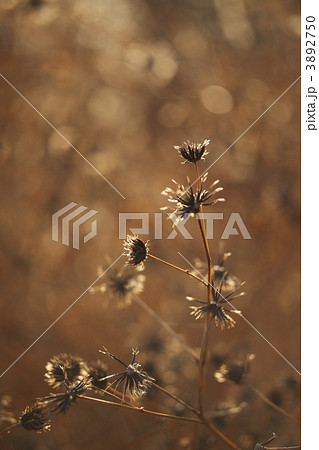 アメリカセンダン 3892750