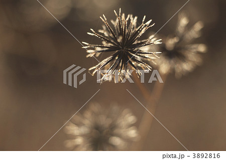 アメリカセンダン 3892816