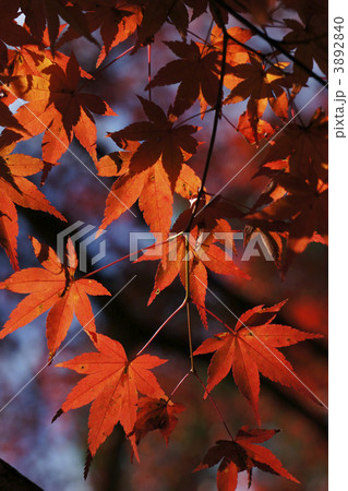 オオモミジ 3892840