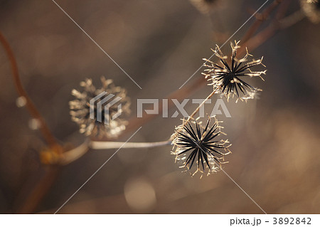 アメリカセンダン 3892842