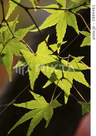 イロハモミジ 3894461
