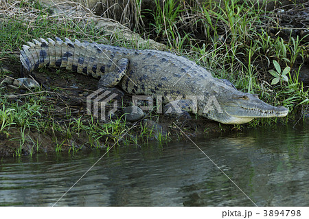 クロコダイル 3894798