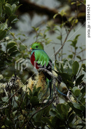 ケツァール 3894924