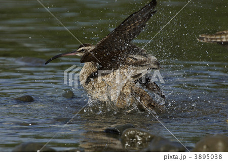 チュウシャクシギ チュウシャクシギ 3895038