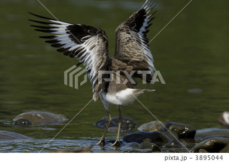 ハジロオオシギ 3895044