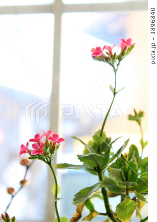 窓際のカランコエ 3896840