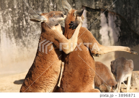 必殺技 必殺技 3896871