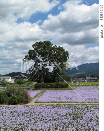 ホテイアオイのある風景 3897119