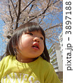 子供と桜の木 3897188