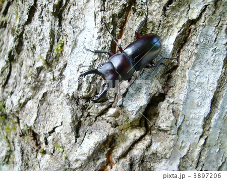 アカアシクワガタ(オス) アカアシクワガタ(オス) 3897206