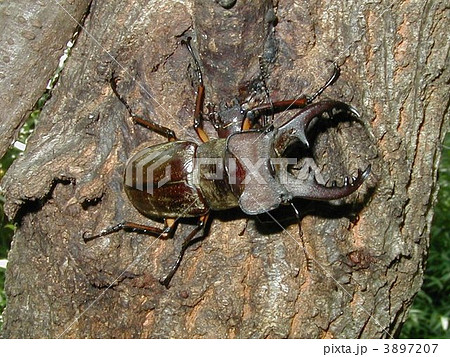 ミヤマクワガタ(オス) ミヤマクワガタ(オス) 3897207