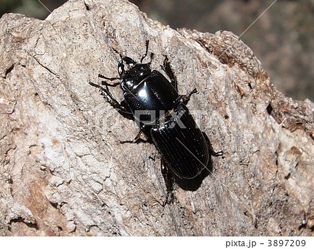 チビクワガタ 3897209