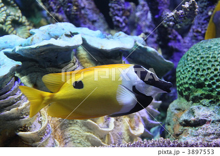 ヒフキアイゴ 3897553