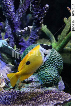 ヒフキアイゴ 3897554