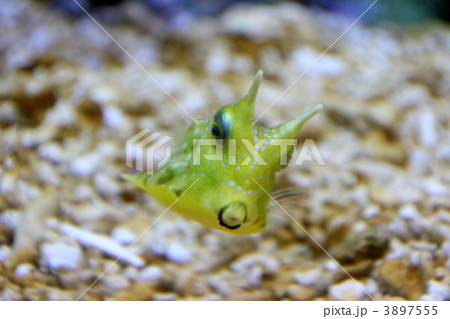 コンゴウフグ 3897555