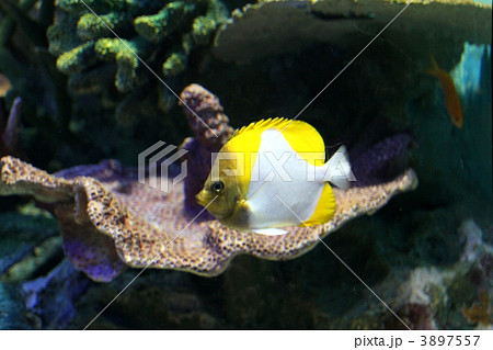 カスミチョウチョウウオ 3897557