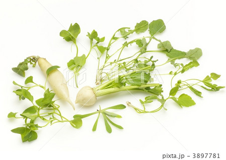 春の七草 3897781