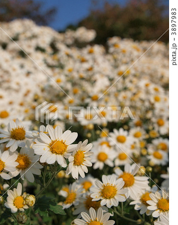 ノジギク 3897983