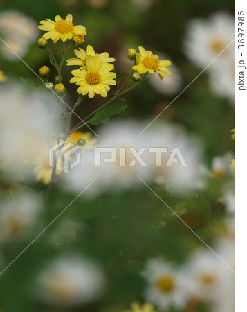 ノジギク 3897986
