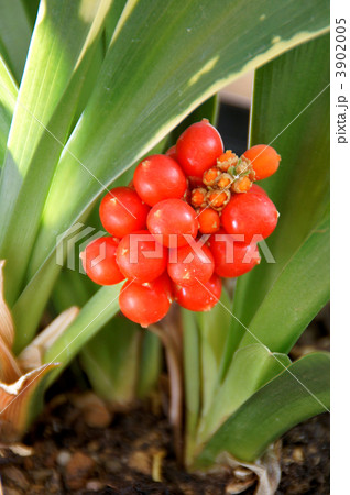 オモトの実 オモトの実 3902005