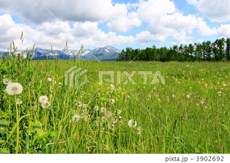 わたぼうし 3902692