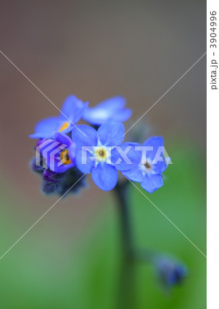 わすれな草 3904996