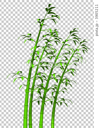 Bamboo grove Bamboo grove 3905211