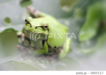 上目遣いのアマガエル 3905517