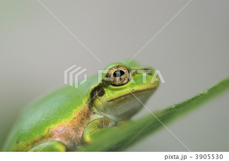 見上げるアマガエルクローズアップ 3905530